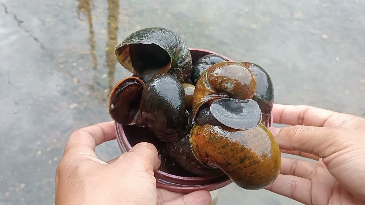 Mencari keong kalambuai dipedesaan, enak kalau dimasak rica-rica 