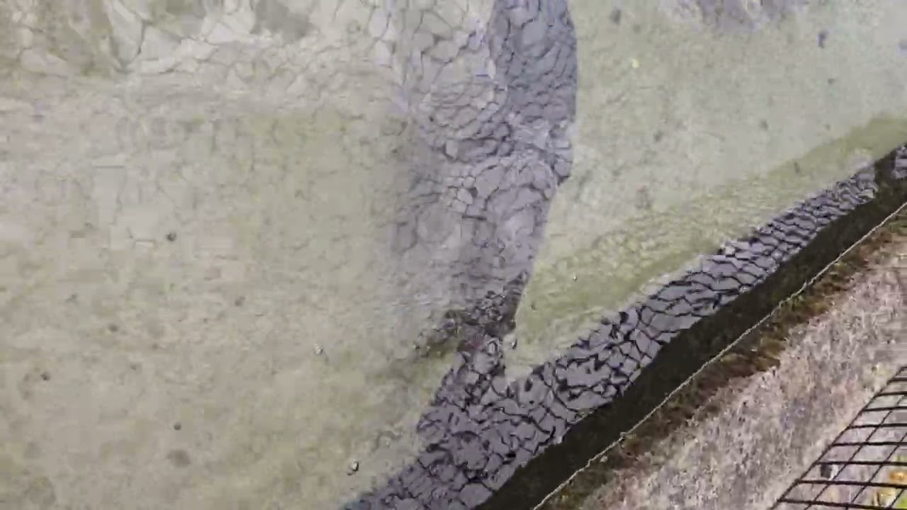 Feeding Frenzy 