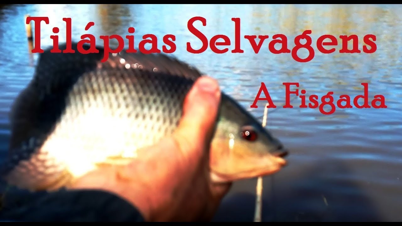Dicas de Como Pescar Tilápias Selvagens ou Nativas 2   A Fisgada