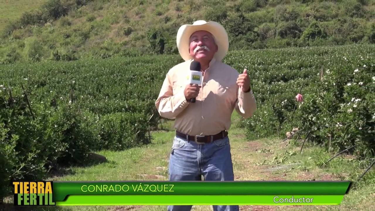 TIERRA FÉRTIL- PRODUCCIÓN DE ZARZAMORA,LOS REYES MICHOACAN (22.10.16)