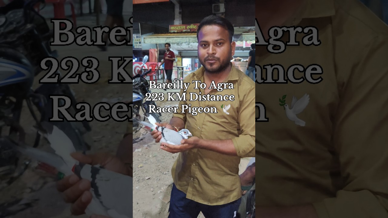 Bareilly To Agra Missing Racer 🕊 223Km Distance K.K Loft Bareilly