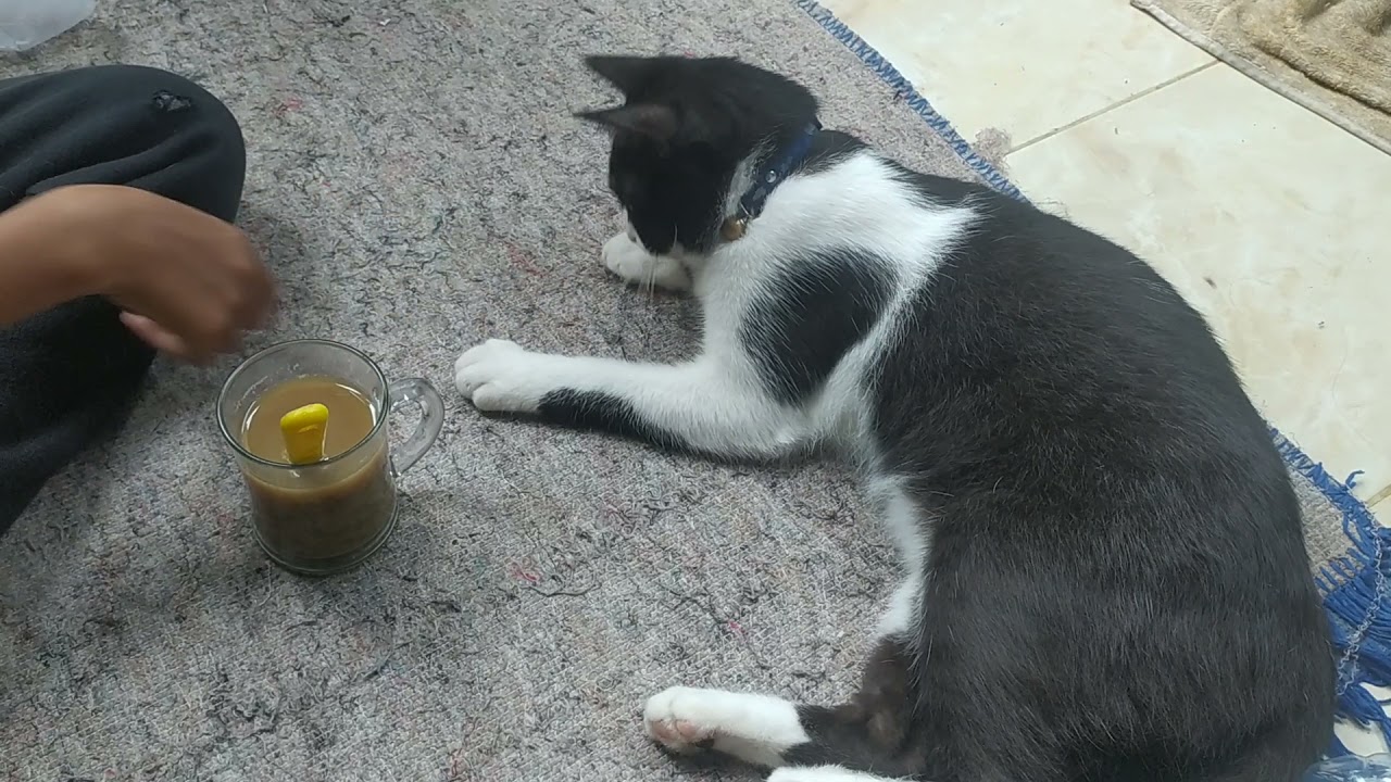 cat Gator funny wanna play si haraci