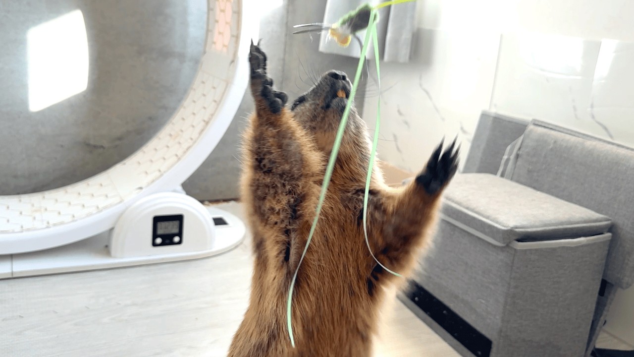 Best Friends Marmots from Different Roots