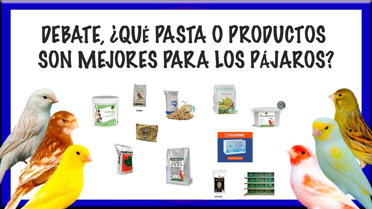 DEBATE, ¿QUÉ PASTA O PRODUCTOS SON MEJORES PARA LOS PÁJAROS?😱🧐