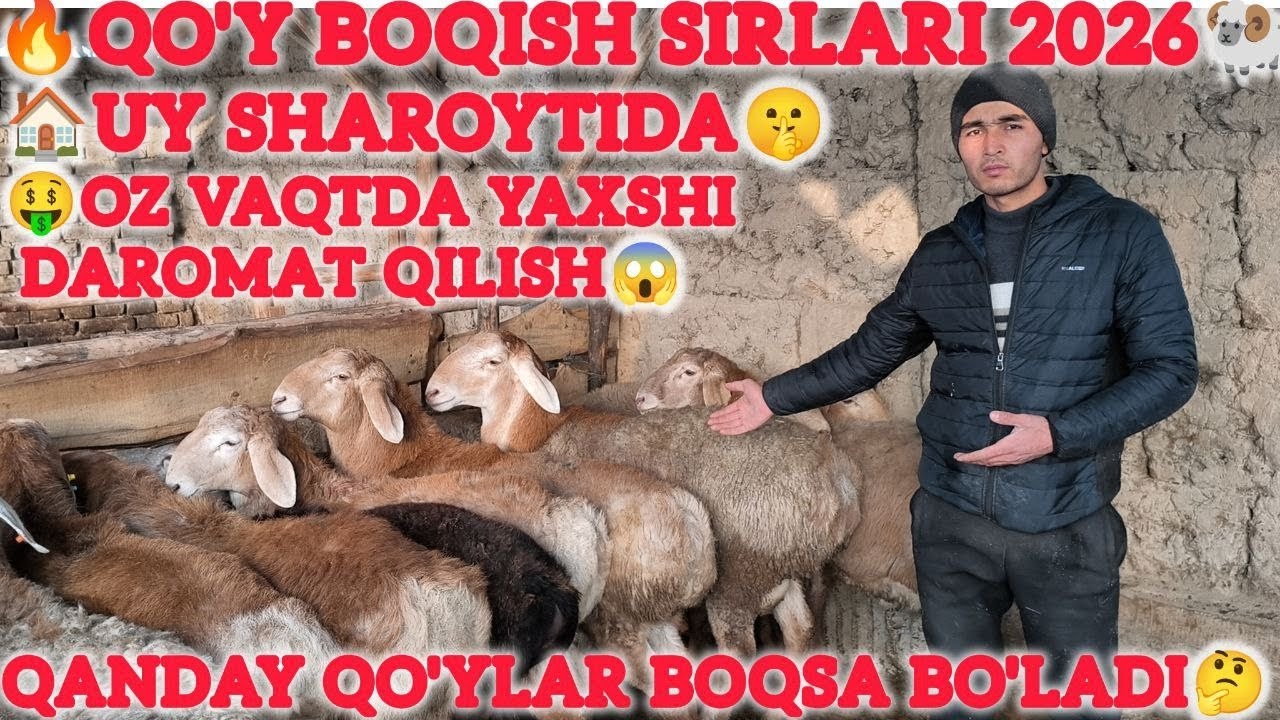 15 yillik tajriba QO'Y BOQISH SIRALARI 2026 yil #arashan #qochqorboqish #andijonbozor #rek 