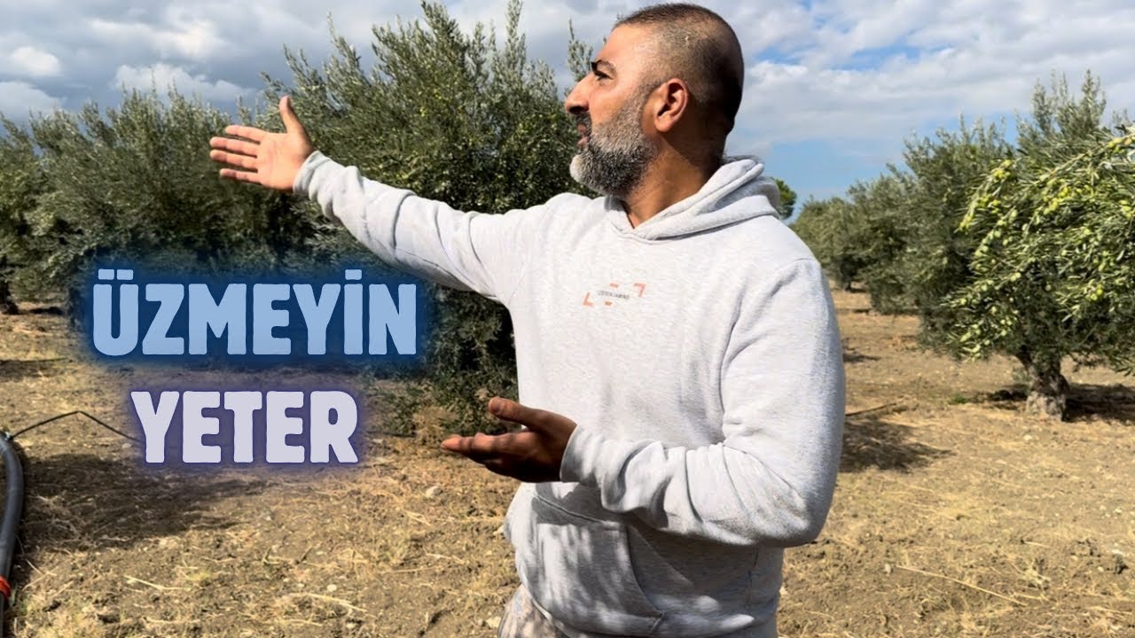 Zeytin Budama Eğitimlerimize Engel OLMAYIN!#budama #erenvural #tarım #keşfet 