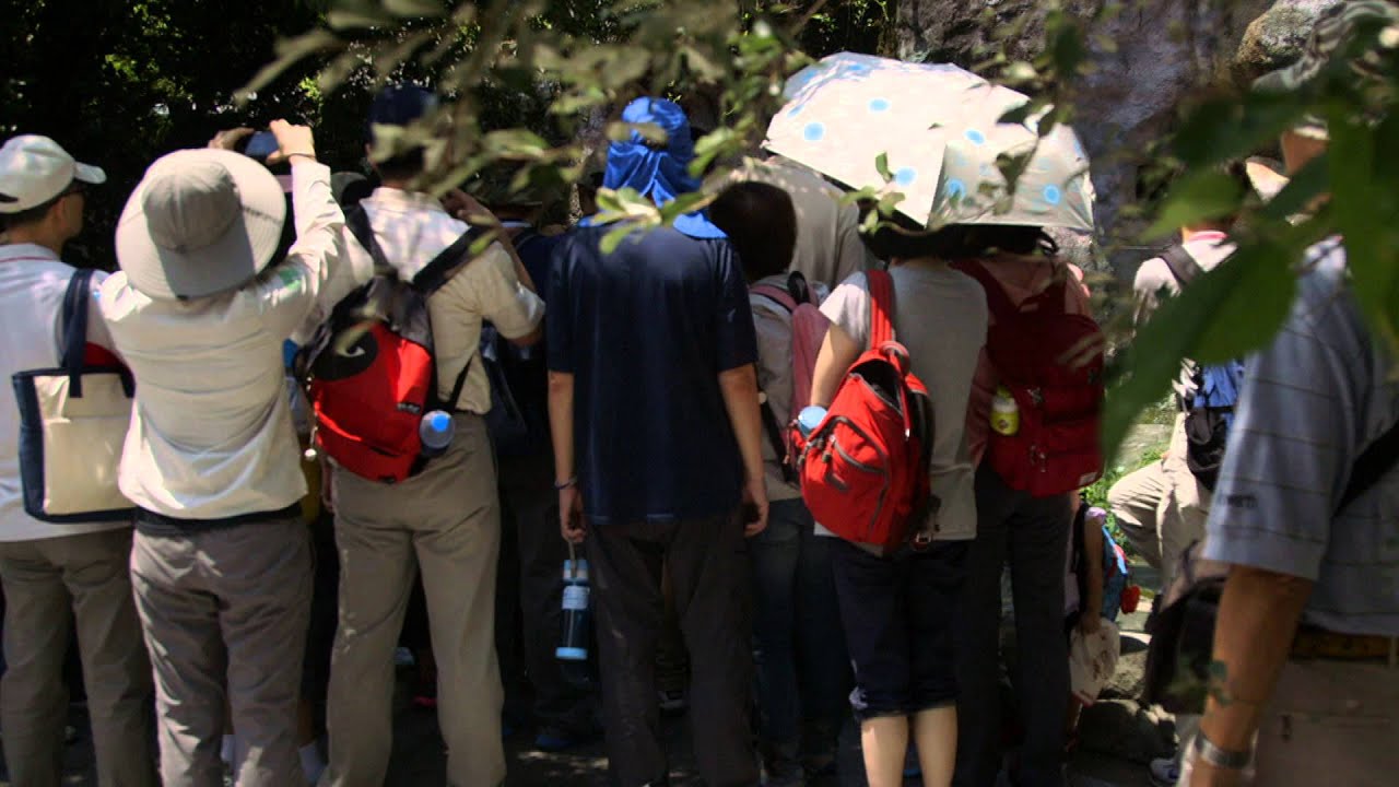 The Travel Show: Taiwan Bears (2015 Week 32)
