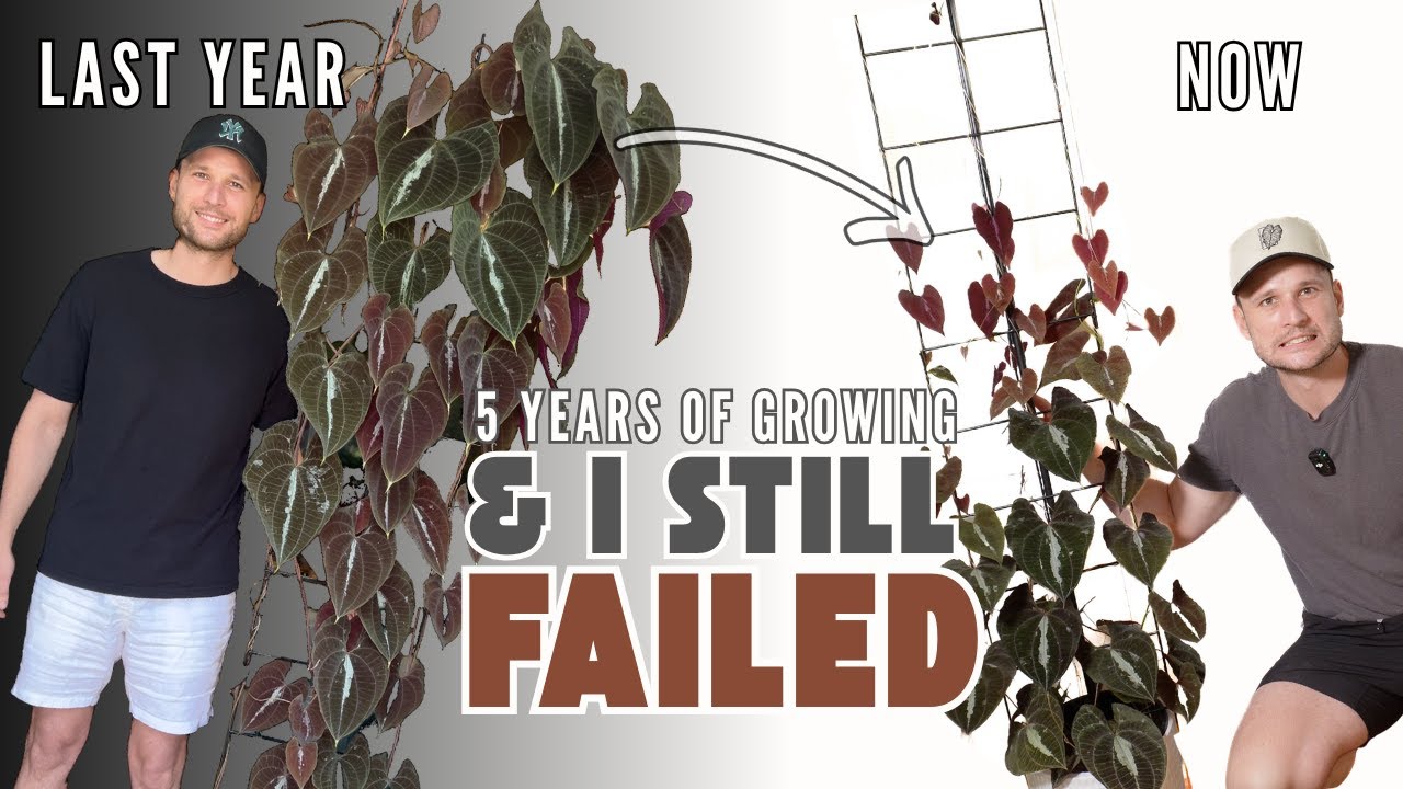 Must-Try Houseplant: Dioscorea discolor