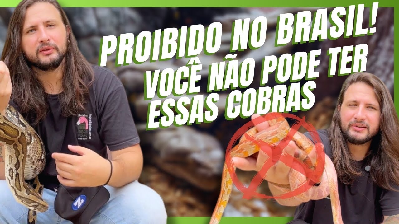 SERPENTES QUE FORAM PROIBIDAS! POR QUE VOCÊ NÃO PODE MAIS TER?