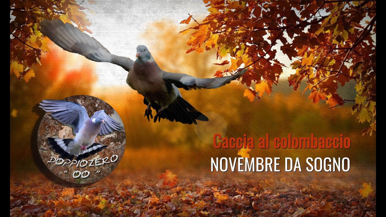 Caccia al colombaccio 2023   