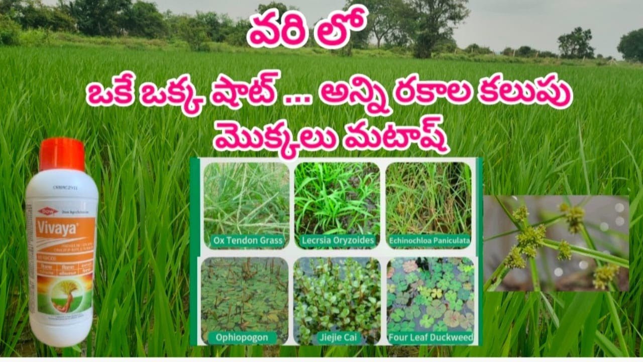 🚨 VIVAYA HERBICIDE 💥 PENOXULUM 1.02% + CYHALOPOP BUTYL 5.1% OD  వరిలో కలుపు మందు  