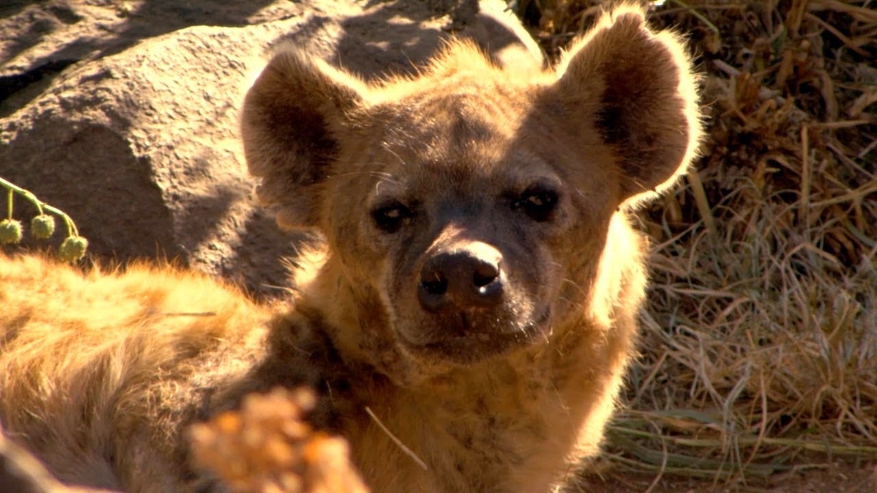 Getting Closer to Wild Hyenas Than Ever Before - Inside Their Den!