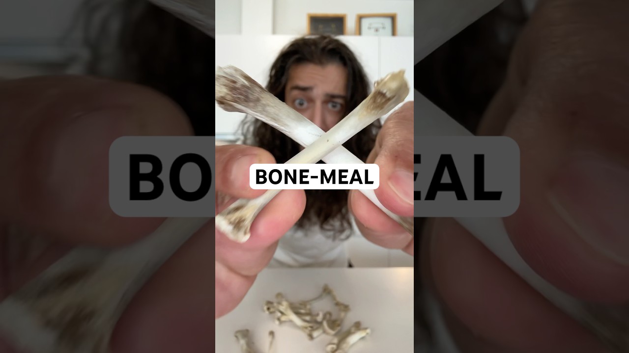 How to make bone-meal with leftover chicken bones! creative explained