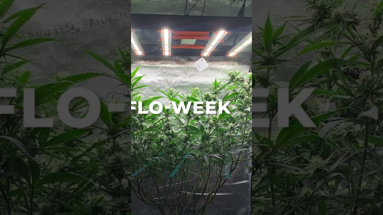 🌿Marvelous Spider Farmer SE3000 Grow Diary! 🌿