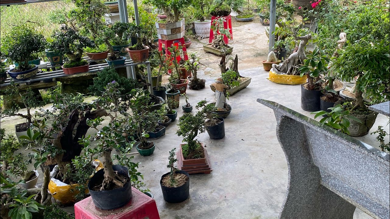 15/3 lh 0775043679 gl ae các loại cây cảnh giá bao ship 