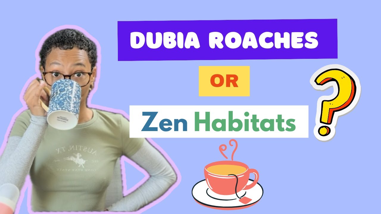 Тараканы Dubai Roaches против вольеров Zen Habitats 4x2x4 | Какой лучше?