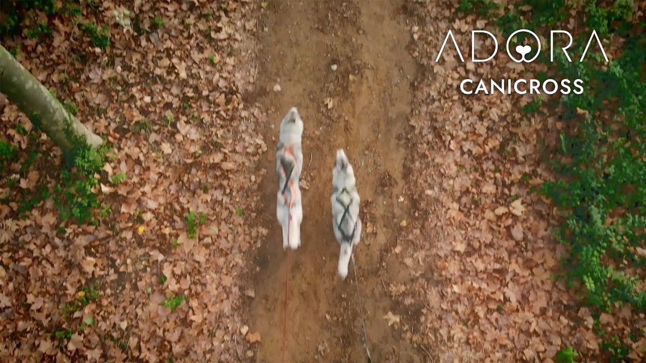 Arn&eacute;s canicross adora