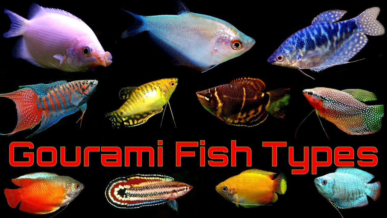 Top 14 Popular Gourami Fish Types