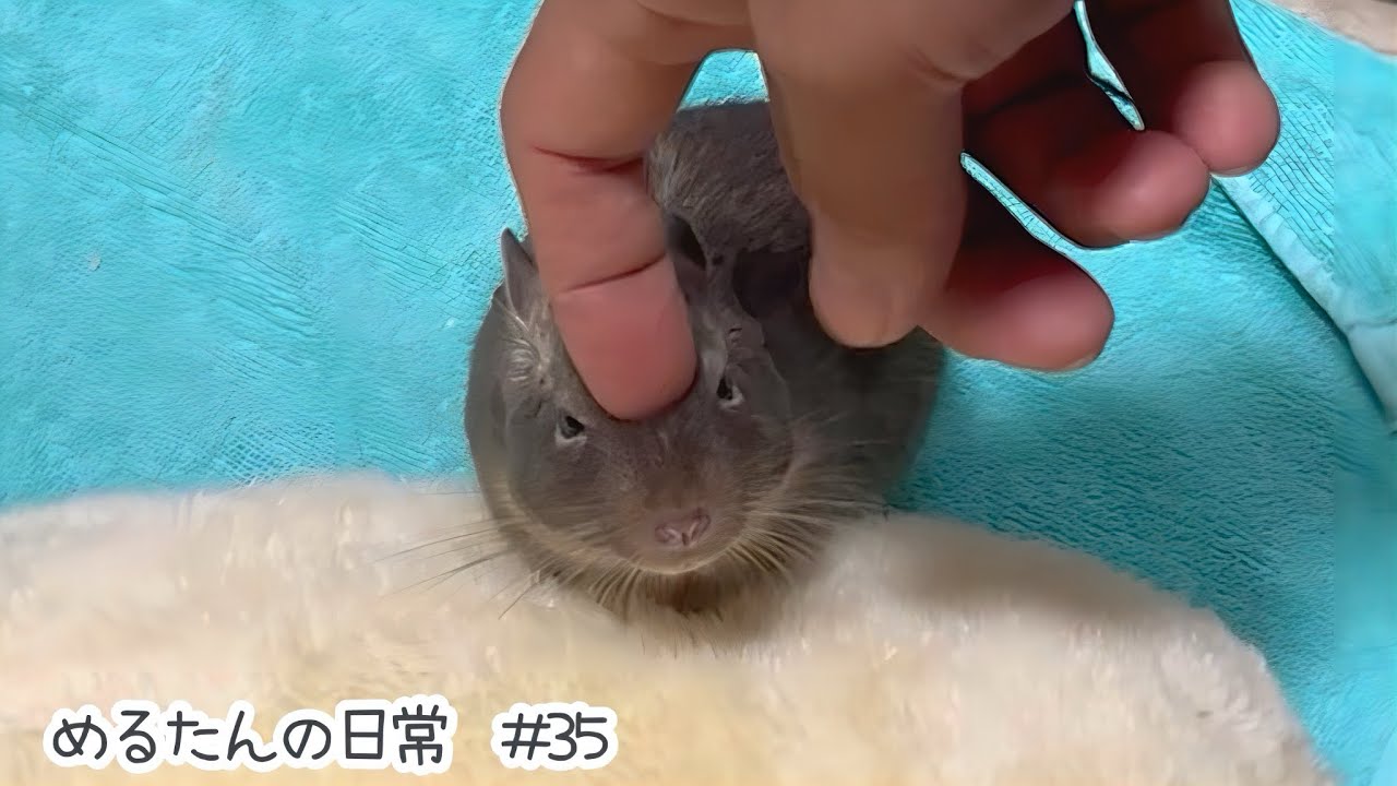 普段お世話をしない飼い主2との関係性【デグーの日常#35】