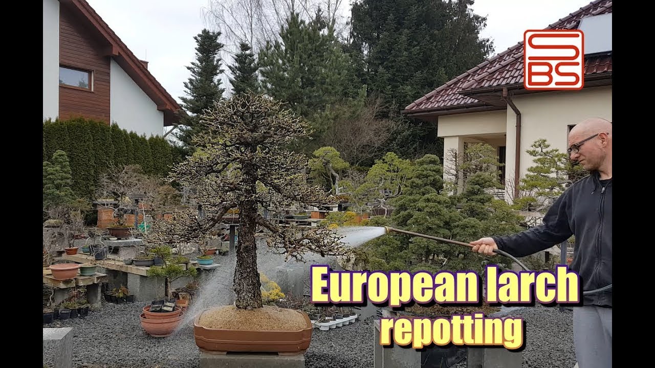 Repotting large bonsai -Larix decidua step by step