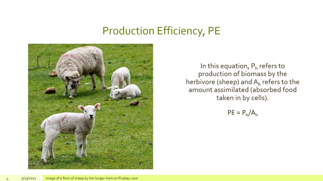 Ecosystem Ecology: Efficiencies of Ecosystems