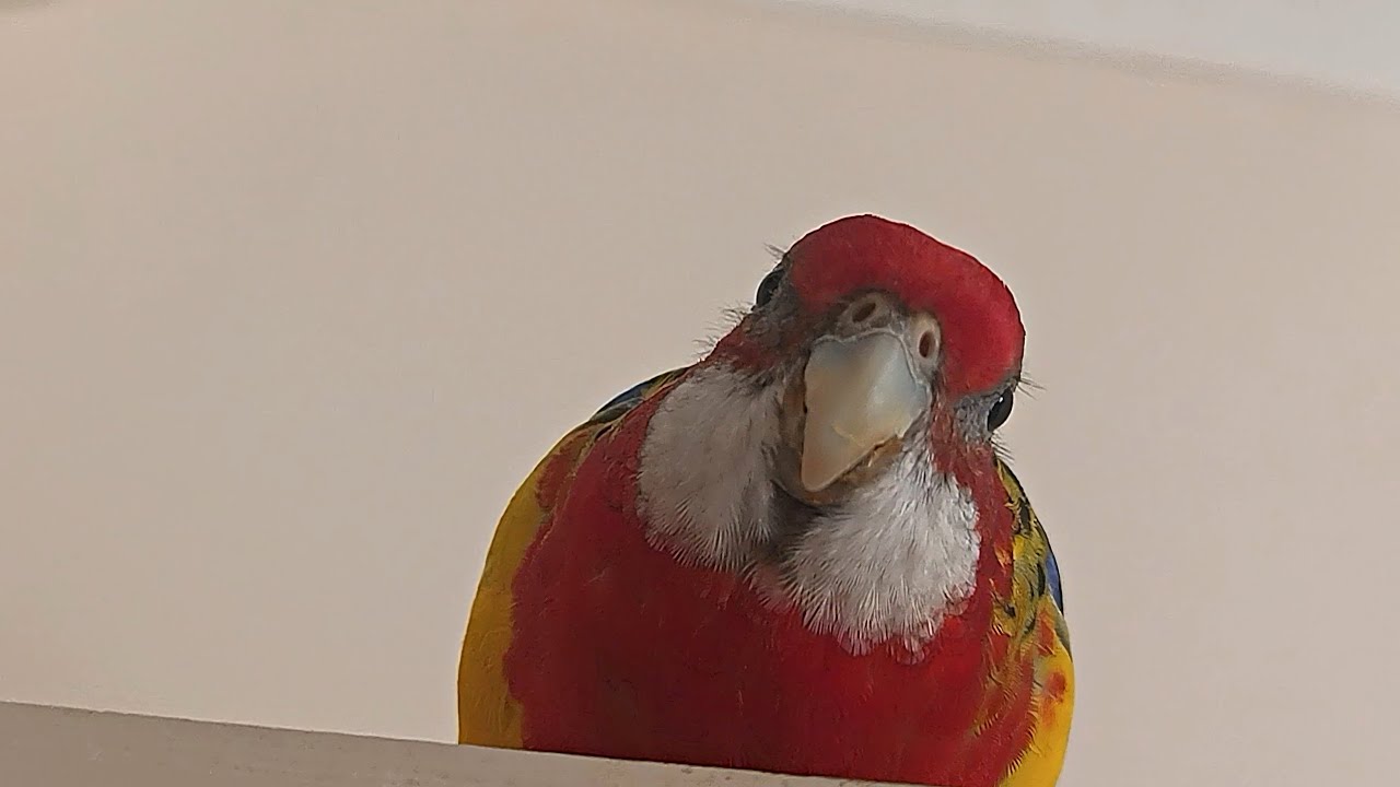 Rosella Parrot Personality ✨️