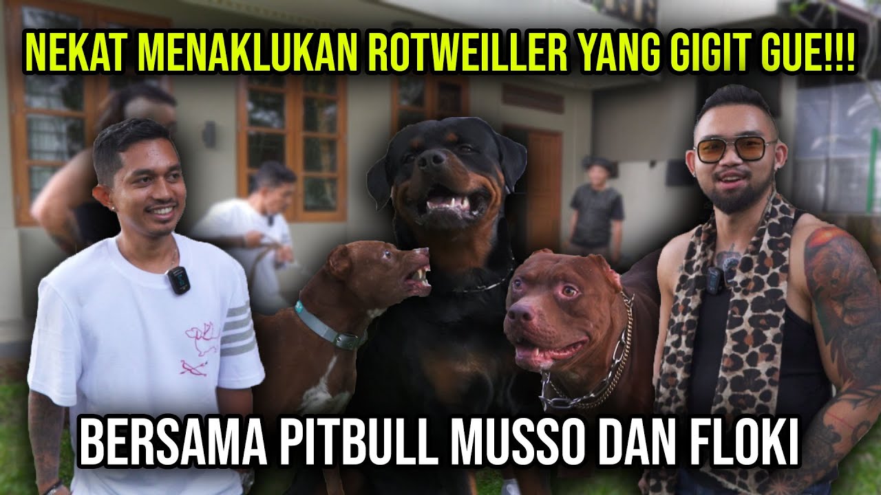 NEKAT MENAKLUKAN ROTWEILLER YANG GIGIT GUE!!! BERSAMA PITBULL MUSSO DAN FLOKI e#indoexotic