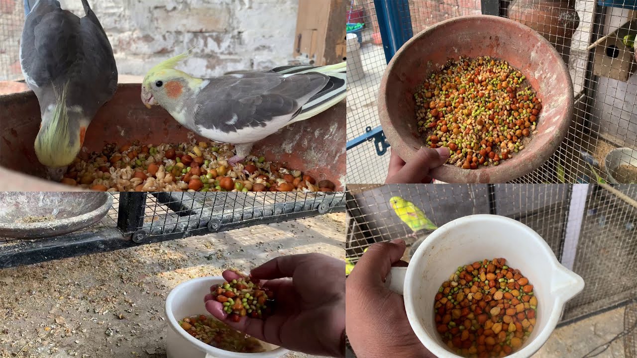 Cockatiel Parrot Soft Food Breeding time 🦜🦜🦜🦜