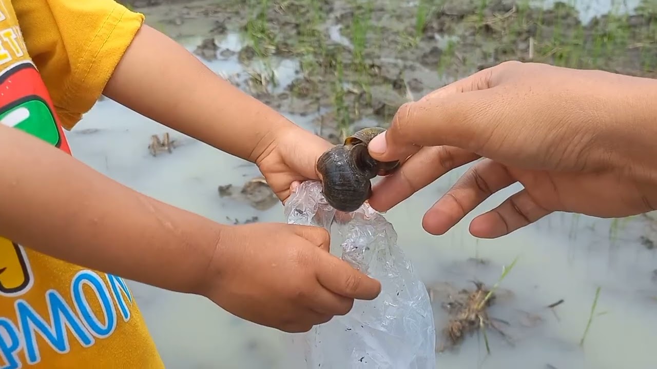PETUALANGAN BOCIL DI SAWAH: Berburu KEONG EMAS! Hasilnya BIKIN NGILER
