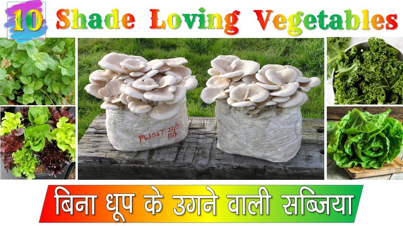 बिना धुप के उगने वाली सब्जियाँ Indian Shade Loving Vegetable to grow inside home no need of sunlight