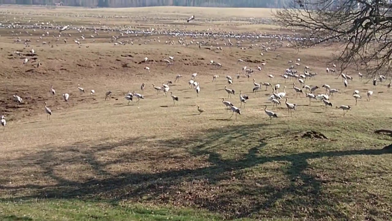 Trandansen vid Hornborgarsj&ouml;n april 2019