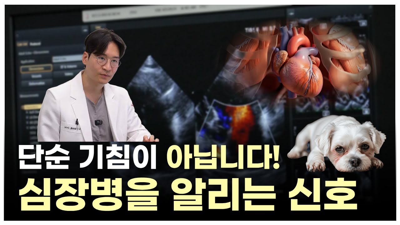 기침만 하는 줄 알았는데… 심장병의 신호? 강아지 이첨판 폐쇄부전증 | 최고의수의사들