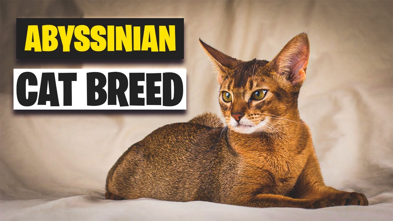 The Abyssinian Cat Breed Personality | Everything You Need to Know