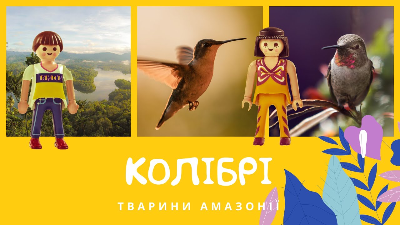 Колібрі. Тварини Амазонії | КоМарко