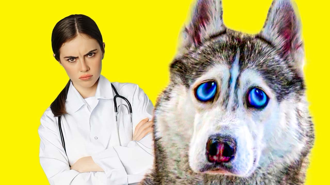 У МЕНЯ СТРАШНАЯ БОЛЕЗНЬ И ОЧЕНЬ ЗЛОЙ ВЕТЕРИНАР!! Хаски Бандит Говорящая собака