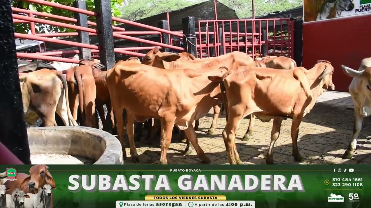 Lote 119 Subasta 6 de Febrero de 2026