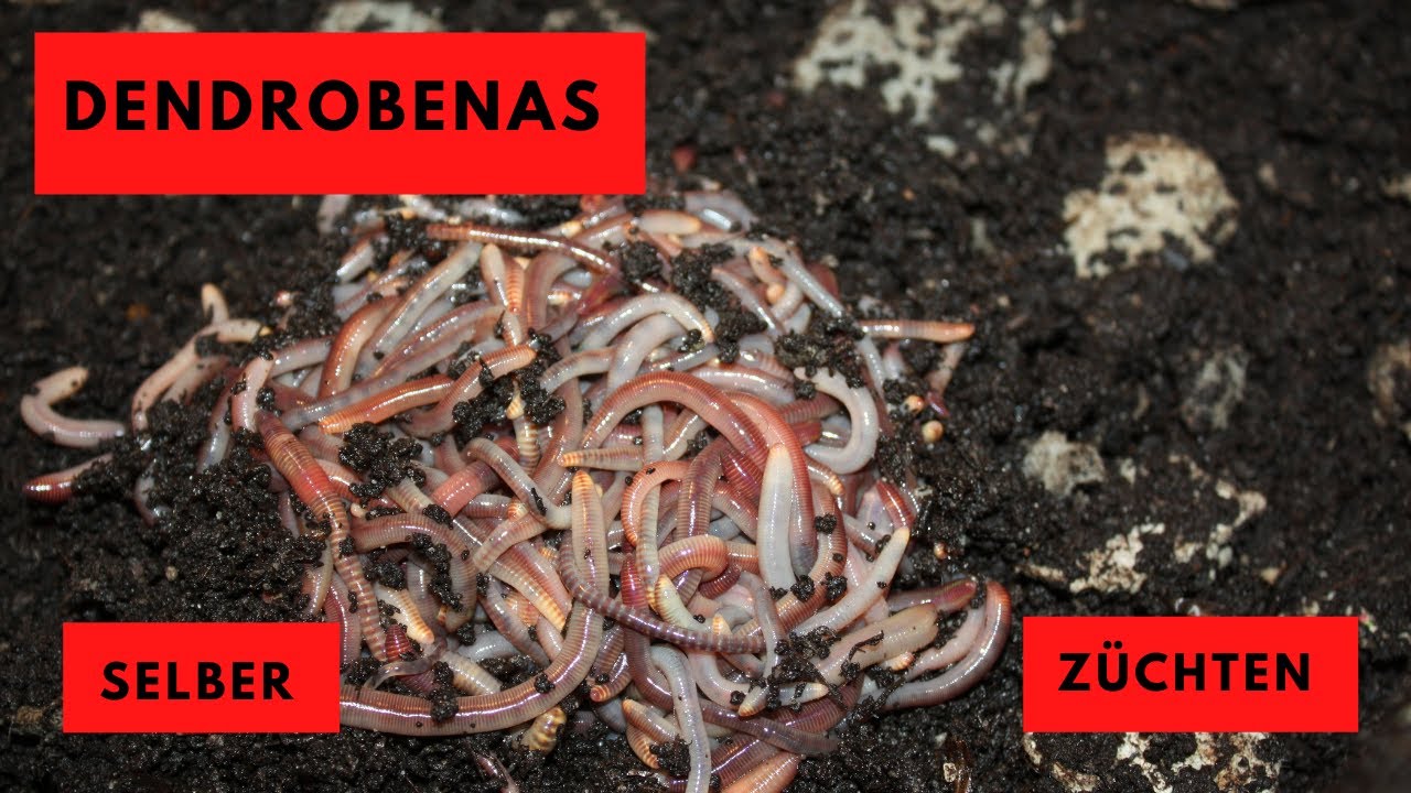 Wurmzucht Dendrobenas selber z&uuml;chten