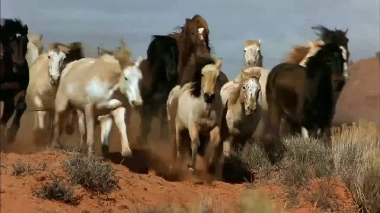 A Horse With No Name : America