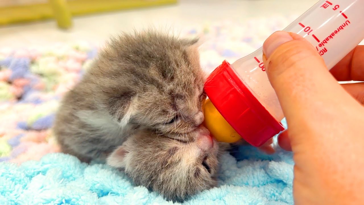«Котята, а вы не лопнете от молока?!»