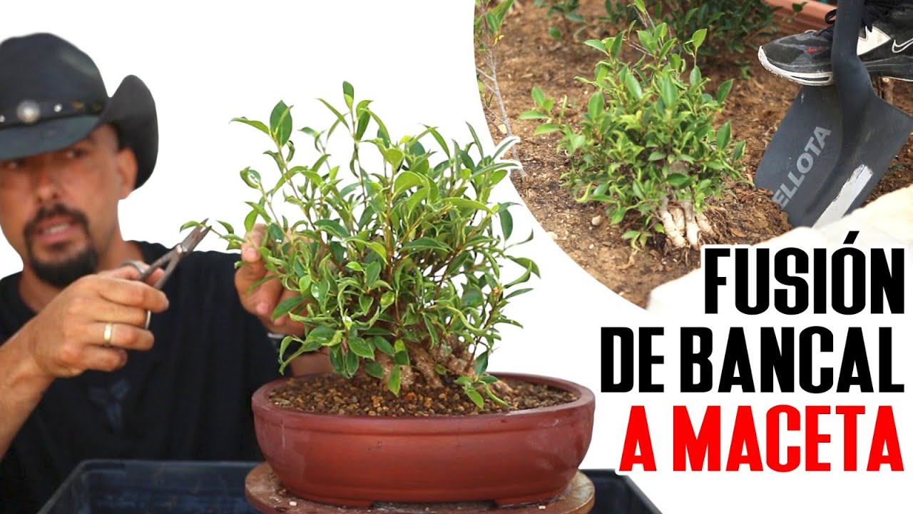 Fusión de ficus - Cultivo en Suelo VS Cultivo en Maceta