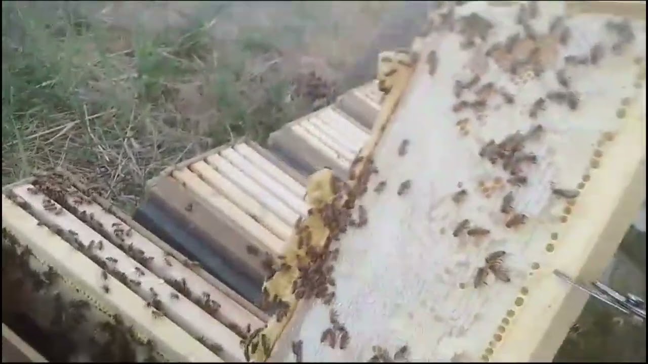 Como gestionar núcleos Palmer de abeja Buckfast de 3 meses de antigueda.