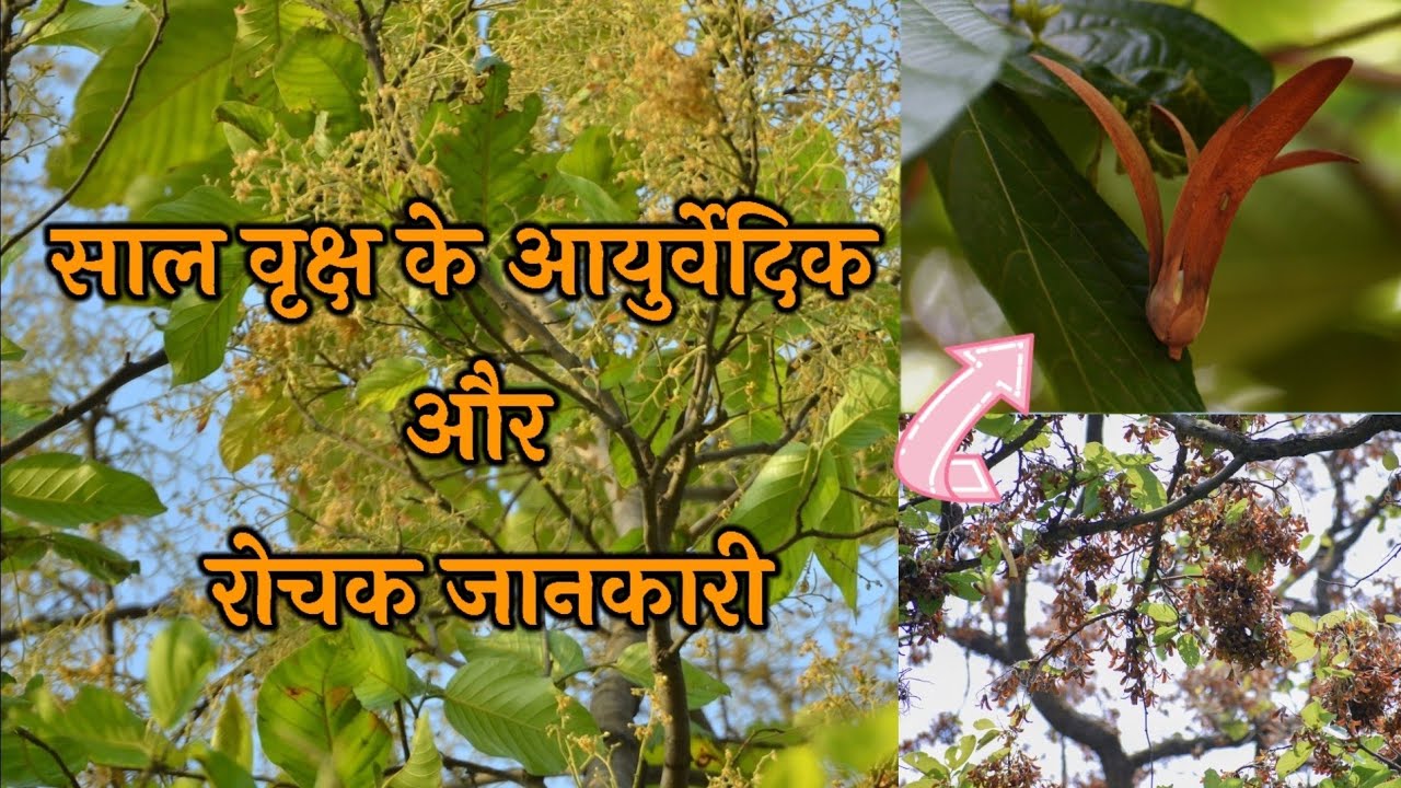 साल वृक्ष की विशेष जानकारी || #शालवृक्ष #सालवृक्ष रालपेड