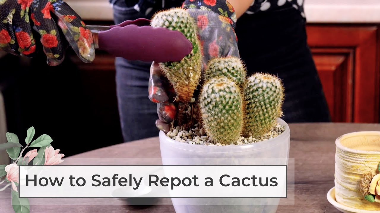 How to Repot a Cactus