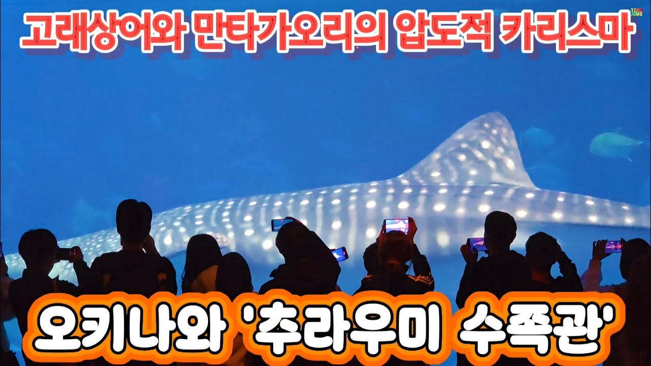 고래상어와 만타가오리의 압도적 카리스마_오키나와 추라우미 수족관