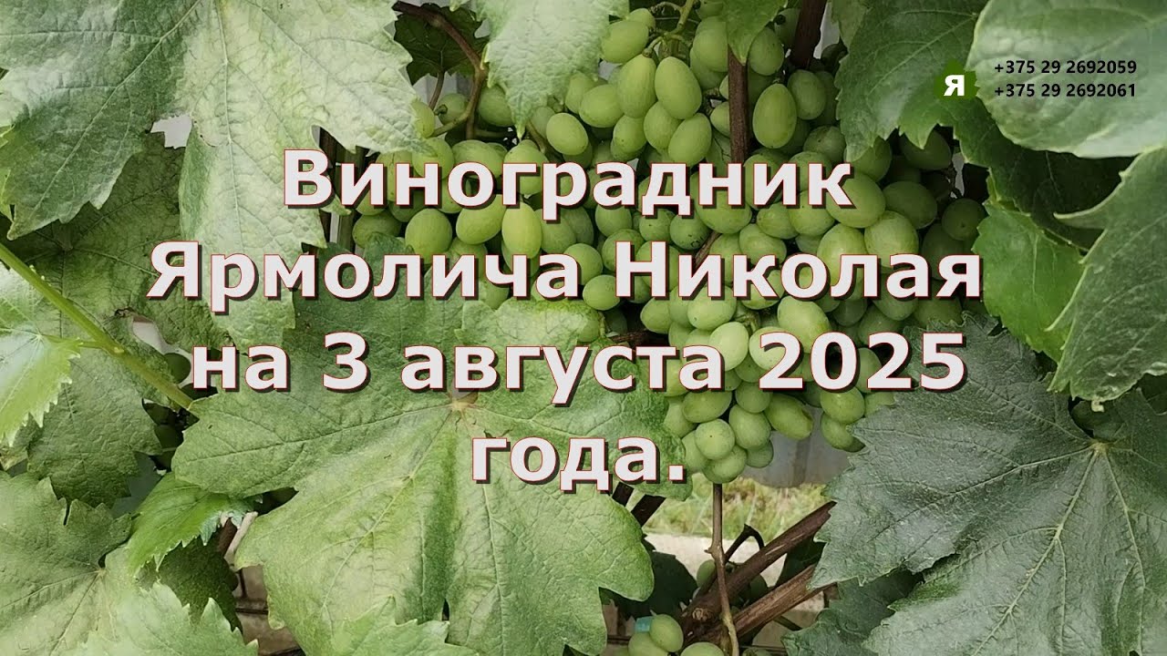 Виноградник Ярмолича Николая на 3 августа 2025 года. Беларусь.