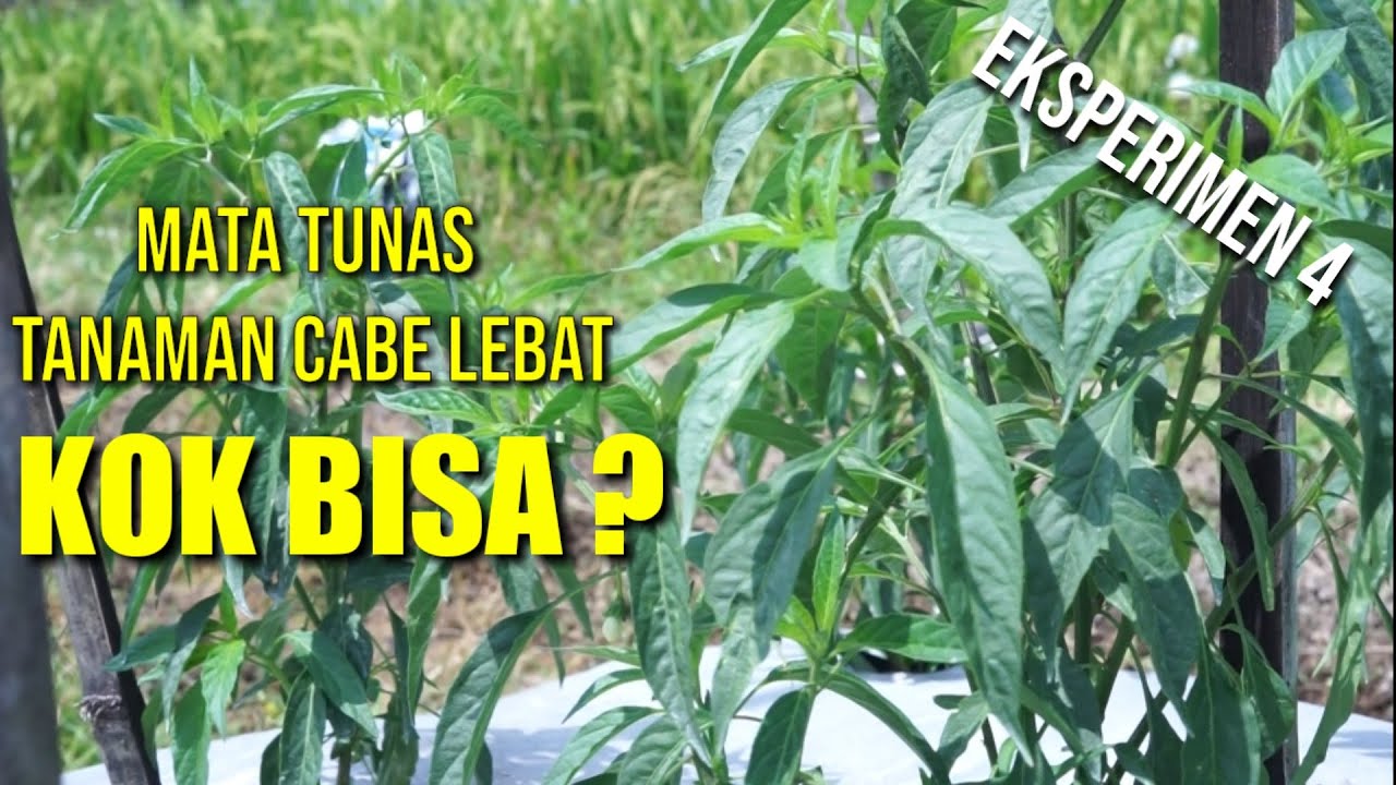 CARA AGAR MERIMBUNKAN TUNAS PADA CABE | CARA MENANAM CABE