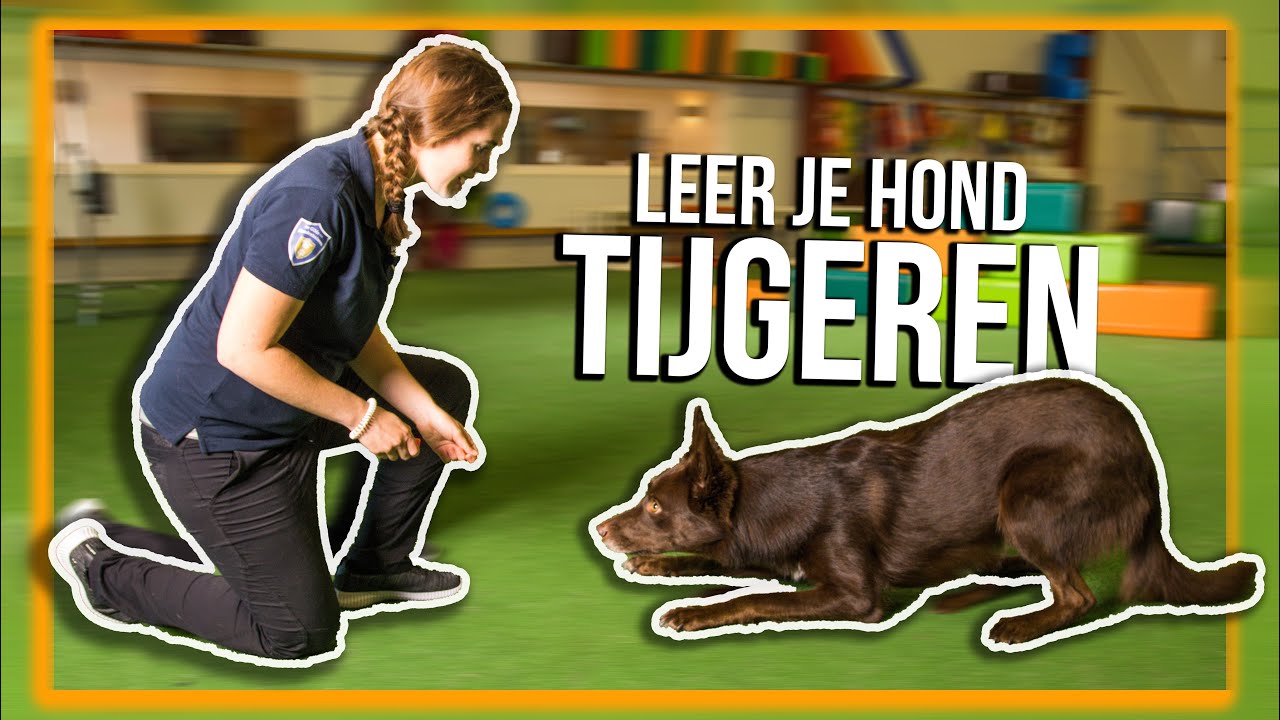 TRAIN JE HOND | Hoe leer je je hond TIJGEREN?