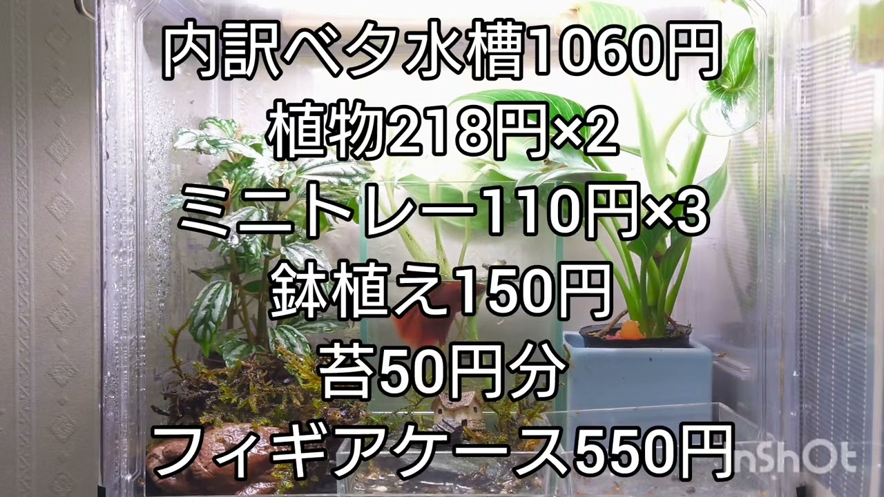 このテラリウムいくらで作成したでしょうか