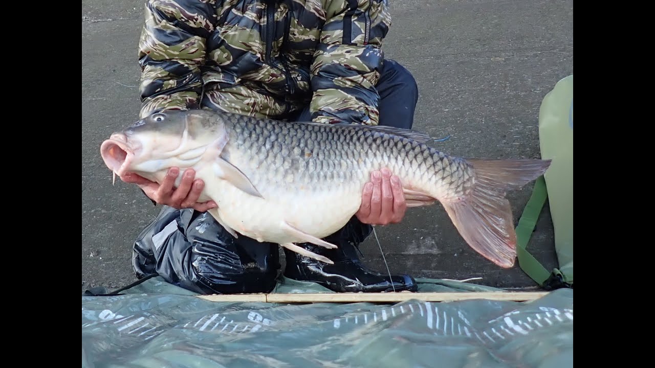 【Winter Carp Fishing 2026 Vol.2】自転車で釣りへ行く。