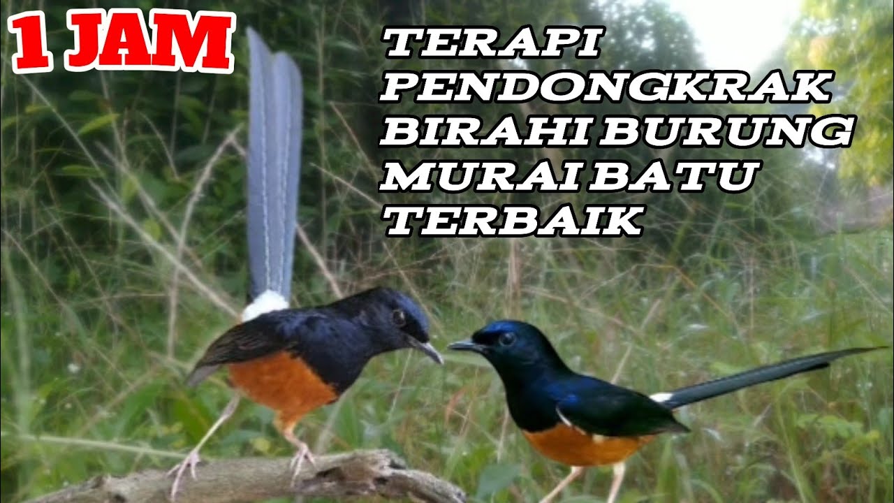 TERAPI PENDONGKRAK BIRAHI MURAI BATU TERJERNIH || MURAI KAWIN TERBAIK
